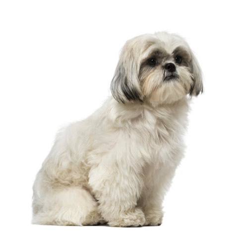 shih tzu puppies for sale in ohio shih tzu puppies for sale ohio petland carriage place shih tzu puppies for sale in ohio shih tzu puppies for sale ohio petland carriage place