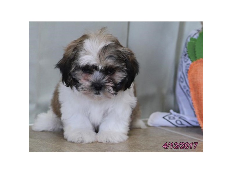 petland ohio puppies zuchon petland carriage place petland ohio puppies zuchon petland carriage place