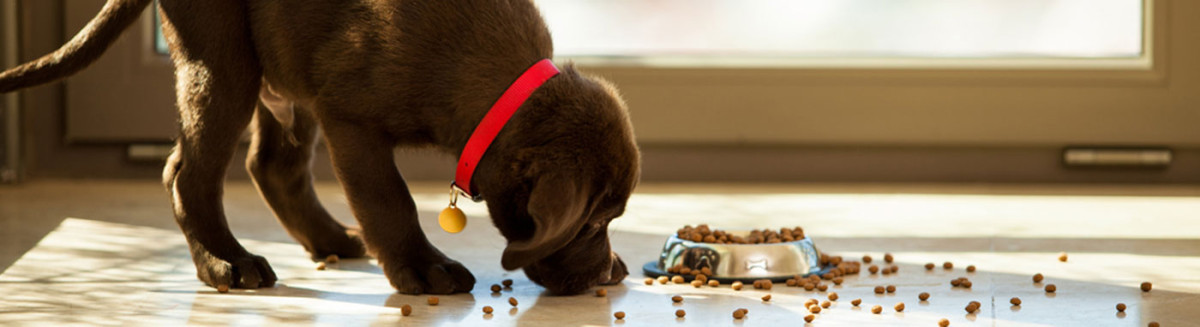 dog food