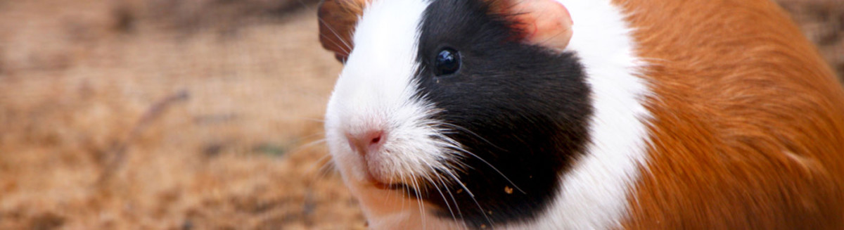 buy small animals in ohio