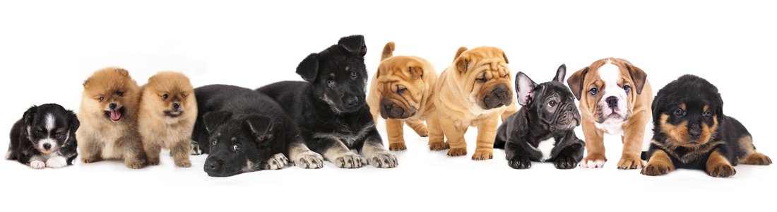 buy dogs in ohio