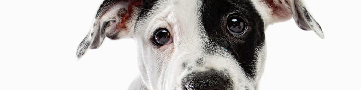 puppy white bg