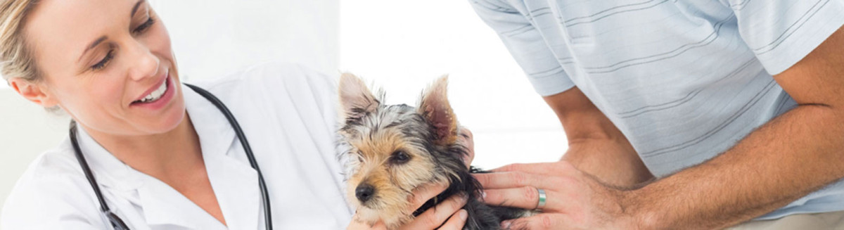 buy dogs buy puppies and pet supplies