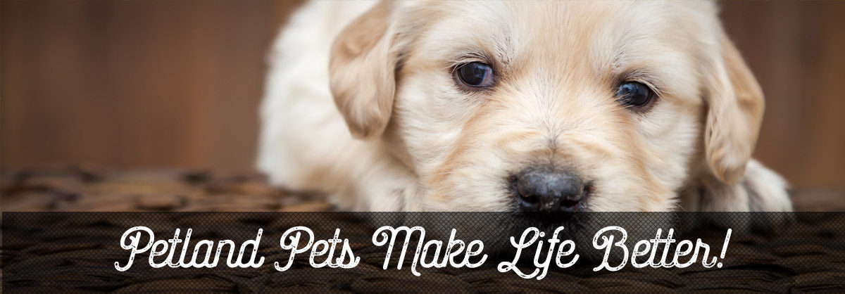pet caring services in Ohio
