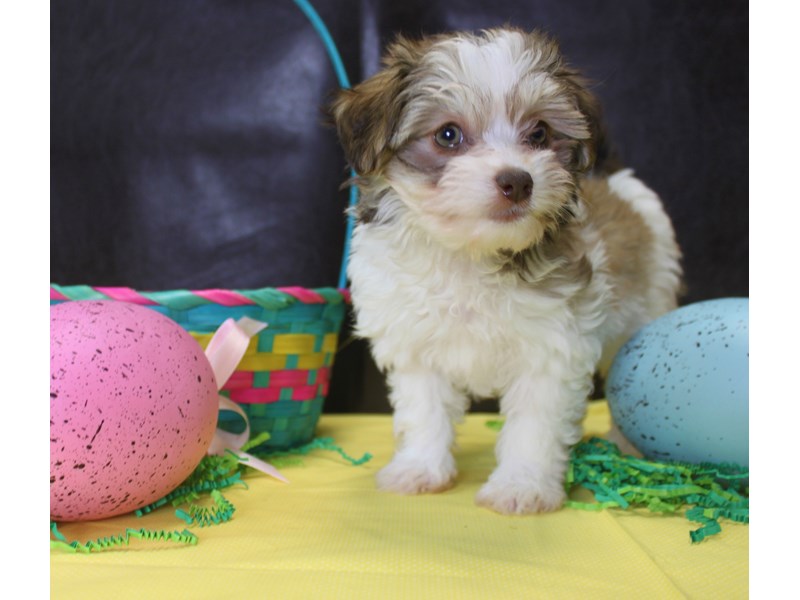 Havanese