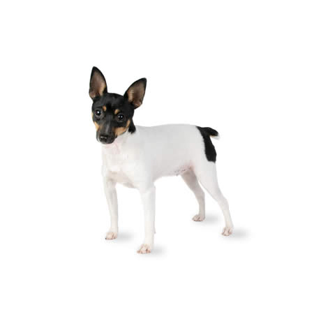 fox terrier soft toy