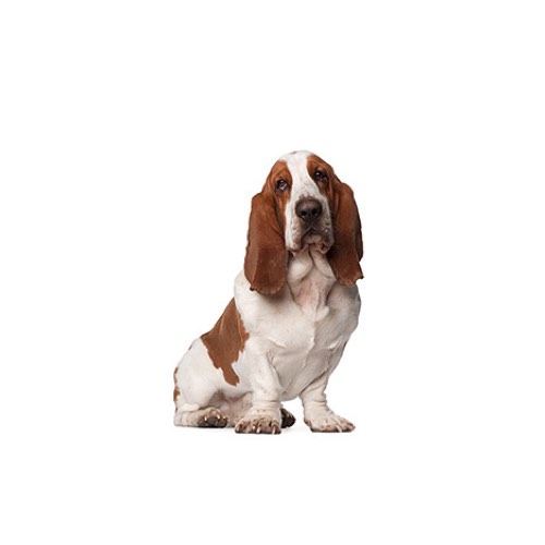 basset hound puppies ohio basset hound puppies petland carriage place basset hound puppies ohio basset hound puppies petland carriage place