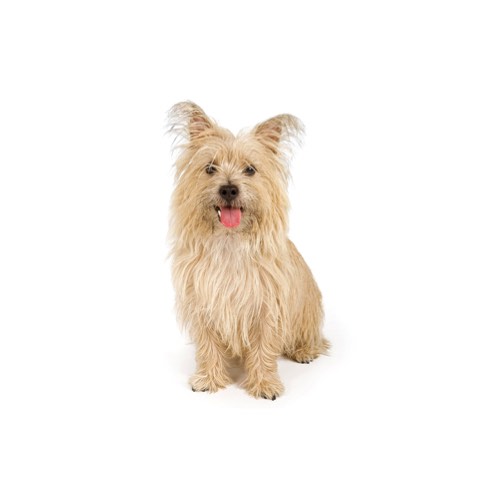 cairn terrier puppies ohio cairn terrier puppies petland carriage place cairn terrier puppies ohio cairn terrier puppies petland carriage place