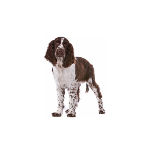 springer spaniel puppies ohio springer spaniel puppies petland carriage place springer spaniel puppies ohio springer spaniel puppies petland carriage place
