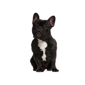 french bulldog for sale in ohio french bulldog for sale in ohio
