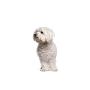 Malti-Poo