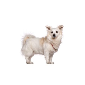 Malti-Pom