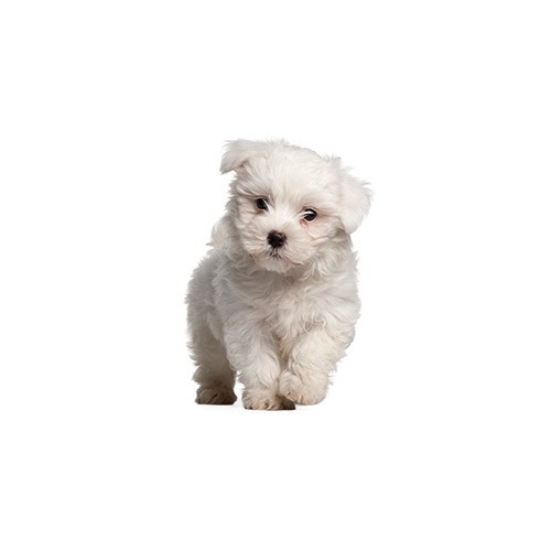 petland ohio puppies pom poo puppies petland carriage place ohio petland ohio puppies pom poo puppies petland carriage place ohio