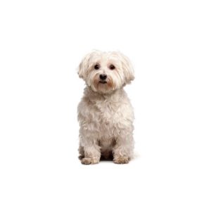 poo-chi