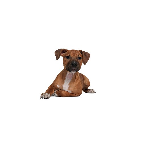 rhodesian ridgeback puppies ohio rhodesian ridgeback puppies visit petland in columbus ohio rhodesian ridgeback puppies ohio rhodesian ridgeback puppies visit petland in columbus ohio