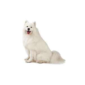 samoyed breeders ohio samoyed breeders ohio