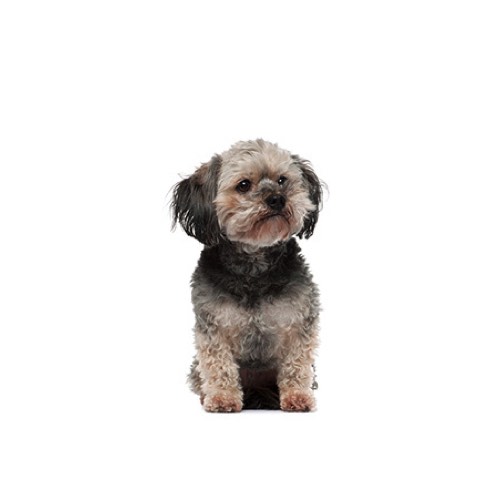 Teddy Bear Puppies - Petland Carriage Place Columbus, Ohio