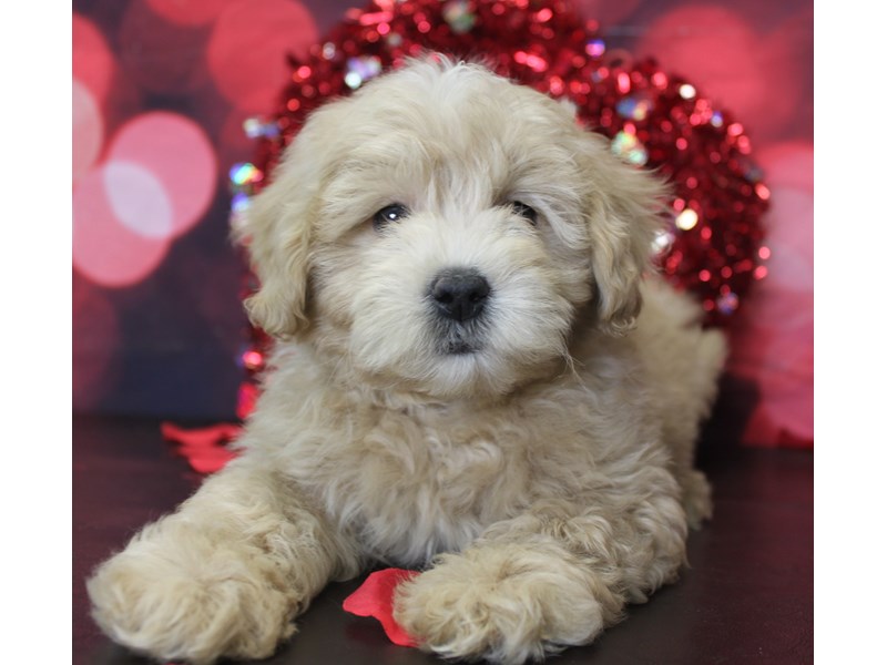 Mini Goldendoodle