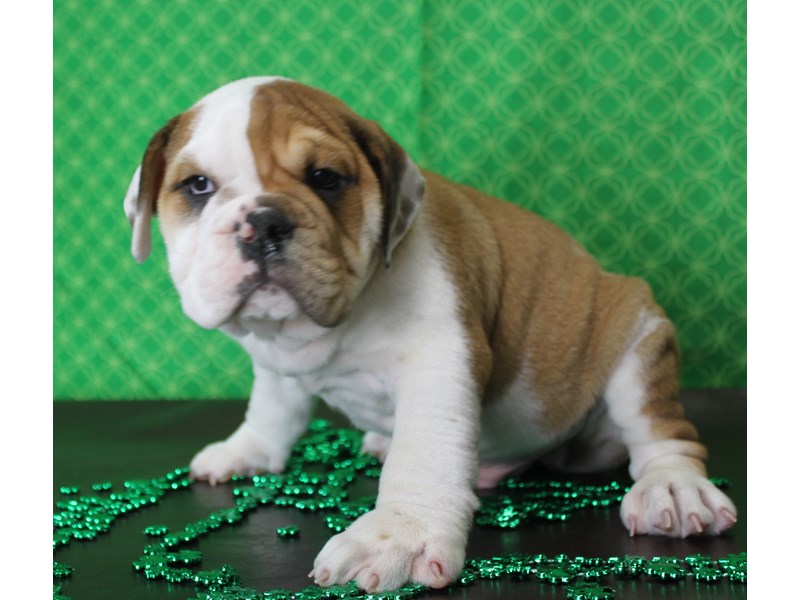 English Bulldog