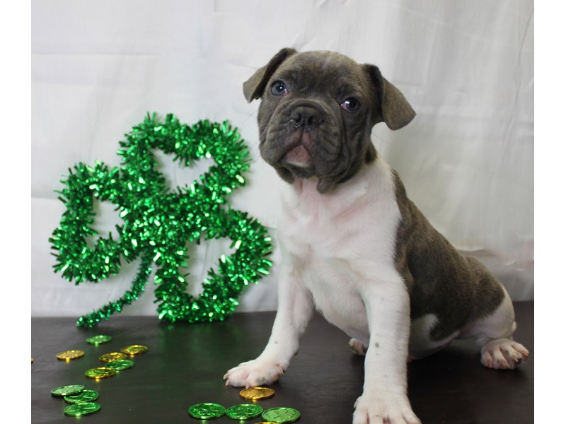 French Bulldog