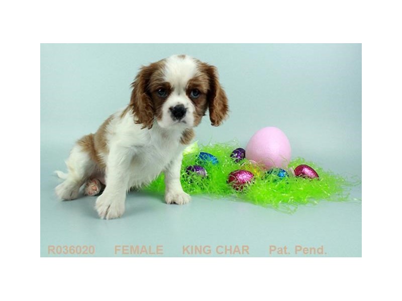 Cavalier King Charles