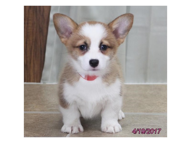 Pembroke Welsh Corgi