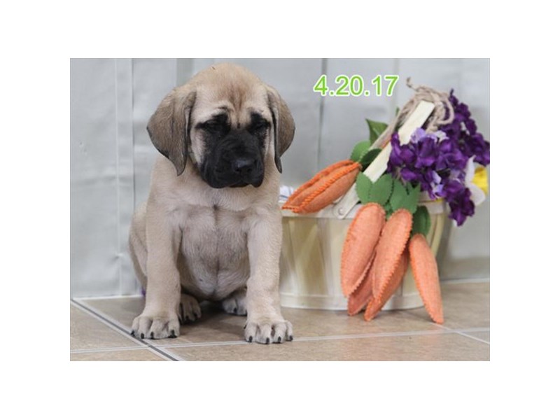 English Mastiff Dog Female Fawn 1782925 Petland Columbus Ohio