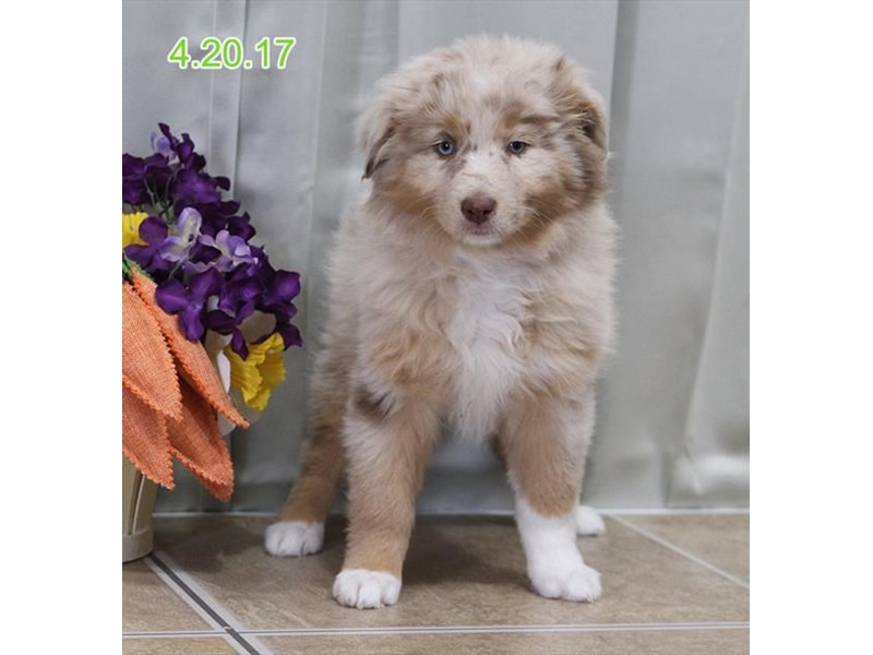 how much are puppies at petland australian shepherd puppies petland carriage place how much are puppies at petland australian shepherd puppies petland carriage place