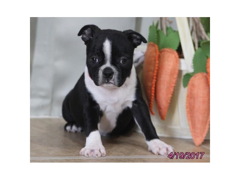 Boston Terrier