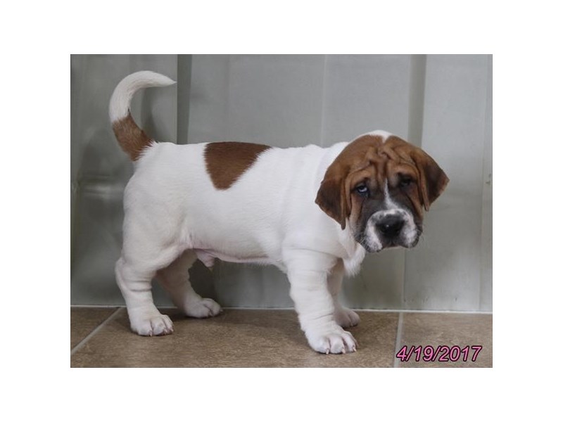 Basset Hound Chinese Shar Pei Dog Male White 1782932 Petland