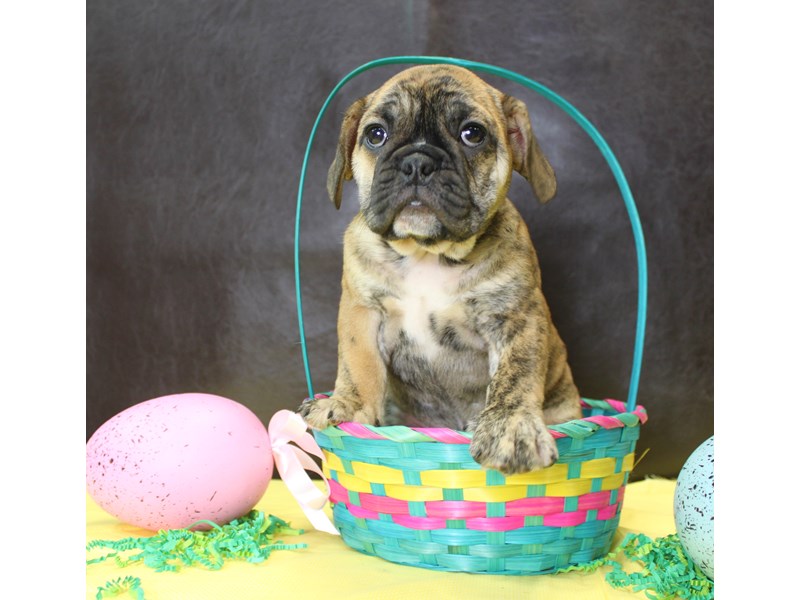 Mini Bulldog