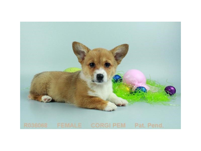 Pembroke Welsh Corgi