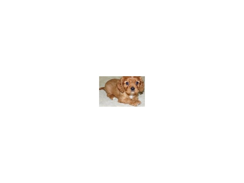 Cavalier King Charles Spaniel