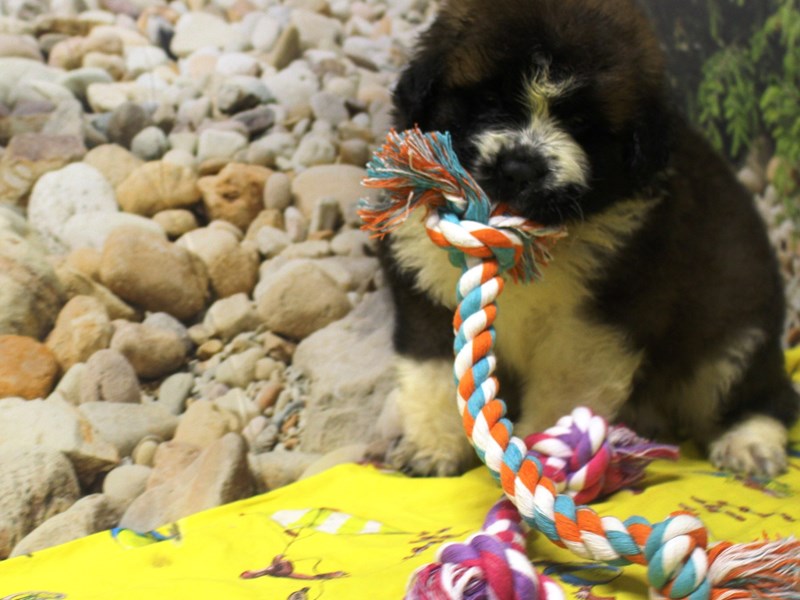 Saint Bernard