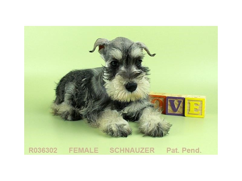 Miniature Schnauzer