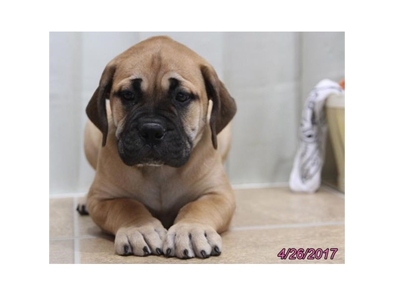 BULLMASTIFF