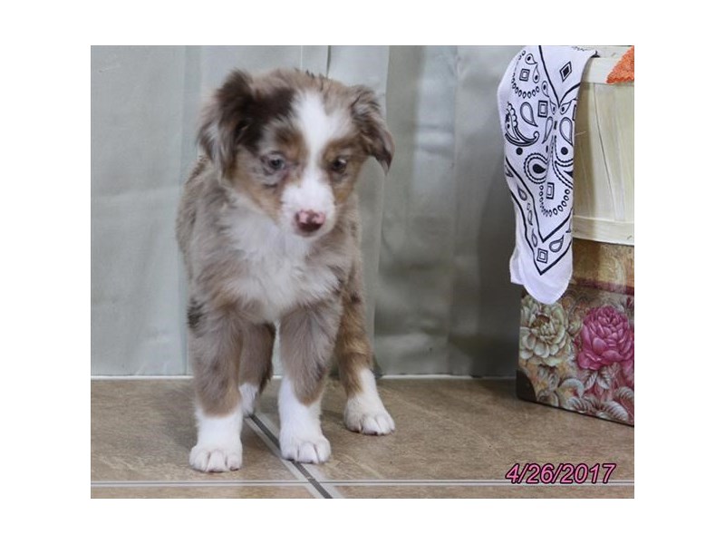 Miniature Australian Shepherd