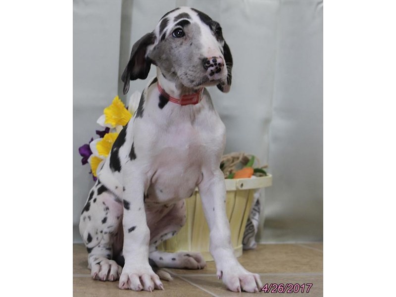 Great Dane