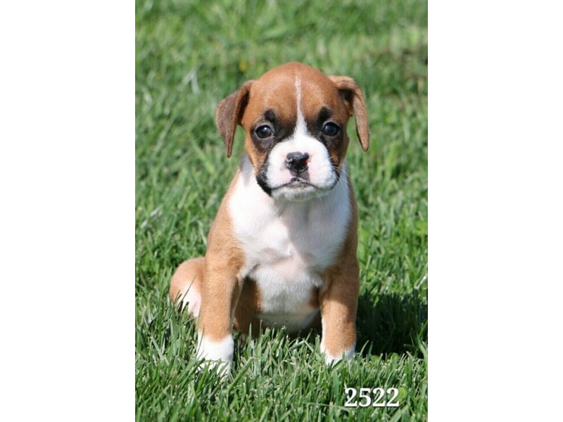 petland ohio puppies boxer petland carriage place petland ohio puppies boxer petland carriage place