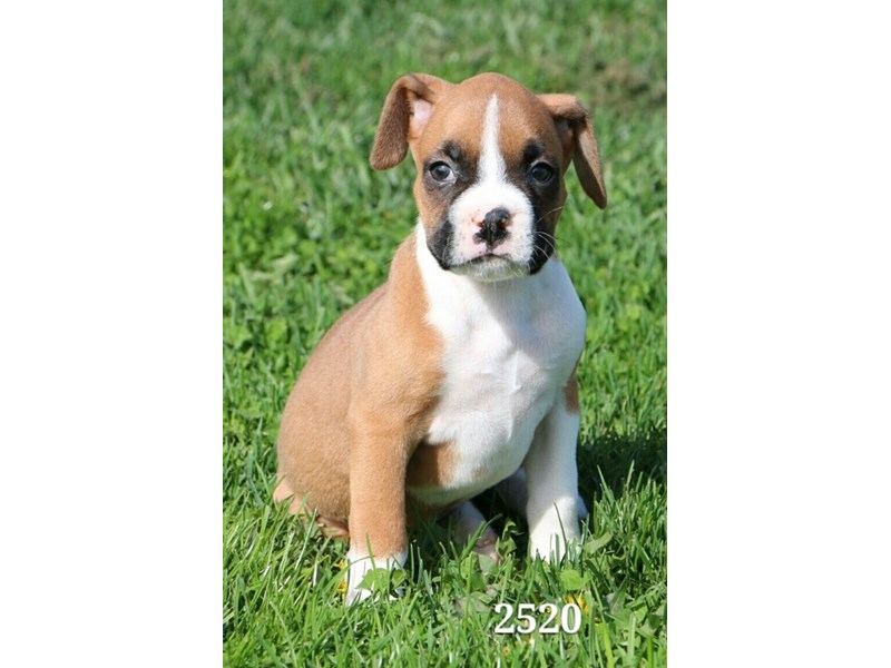 Boxer