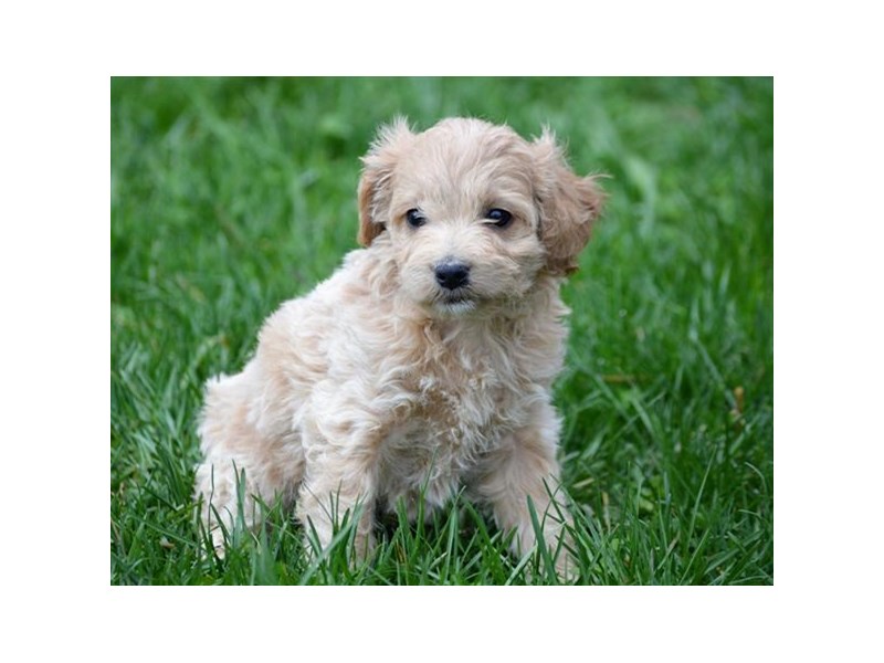 Mini Goldendoodle 2nd Gen