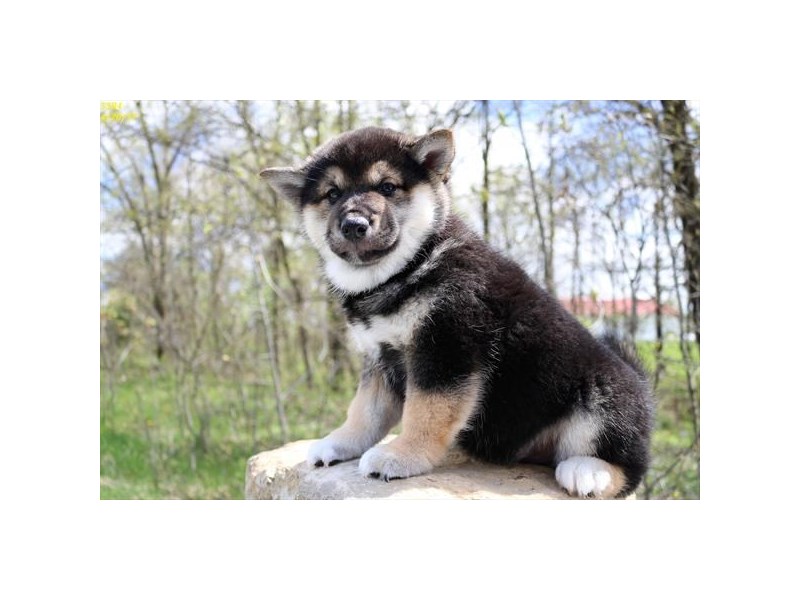 Shiba Inu