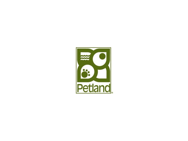 Standard Poodle