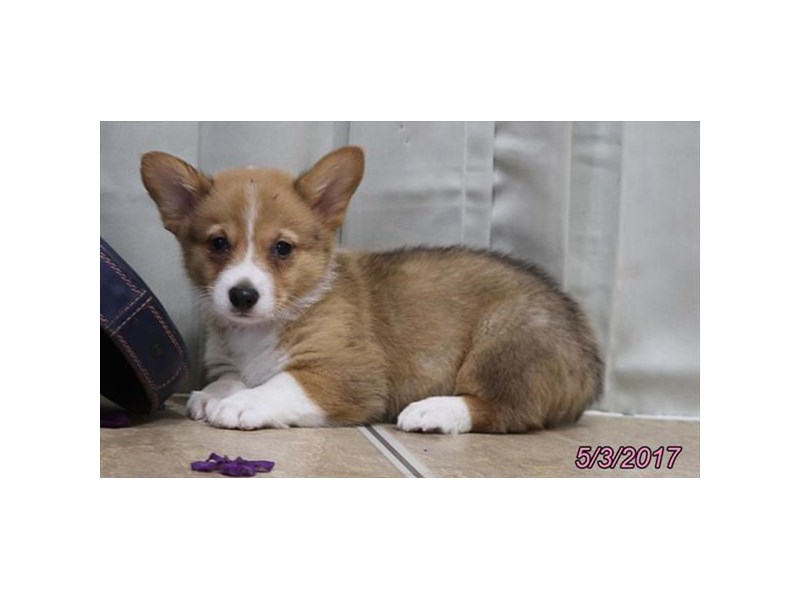 Pembroke Welsh Corgi