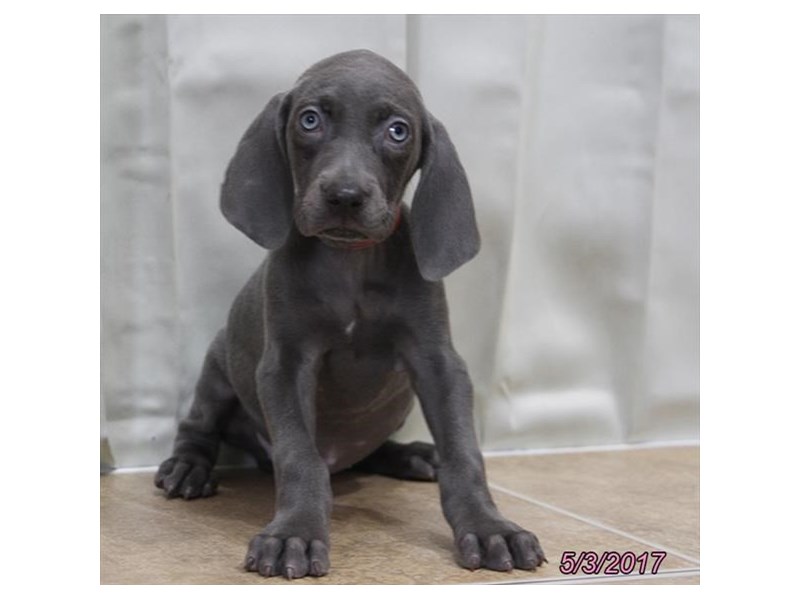 Weimaraner