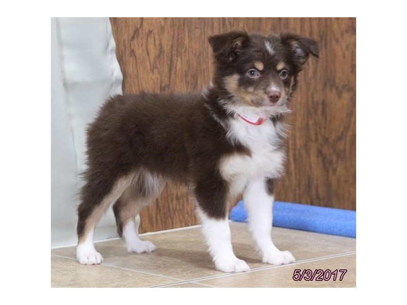 Miniature Australian Shepherd