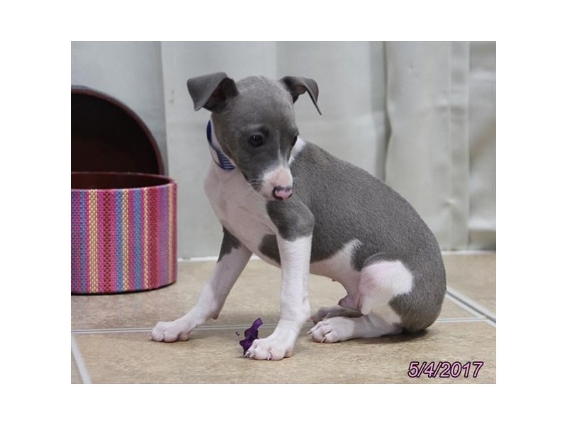 italian greyhound puppies ohio italian greyhound petland carriage place italian greyhound puppies ohio italian greyhound petland carriage place