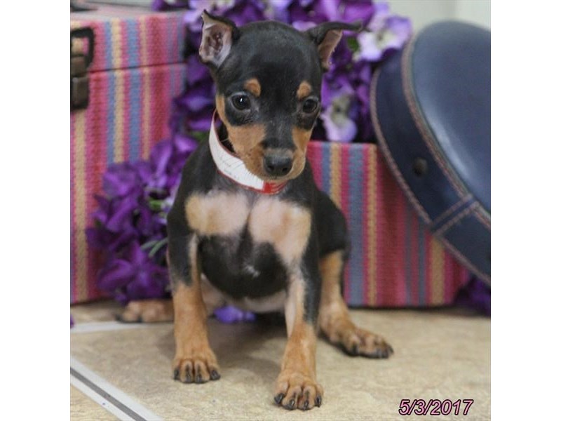 Miniature Pinscher