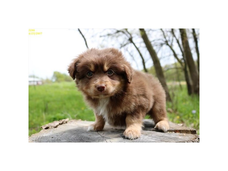 how much are puppies at petland australian shepherd puppies petland carriage place how much are puppies at petland australian shepherd puppies petland carriage place