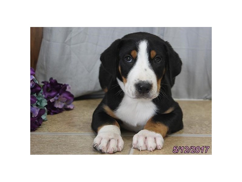 Greater Swiss Mountain Dog
